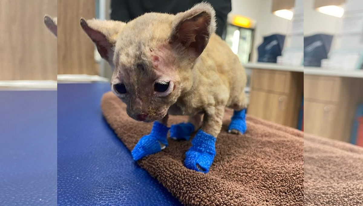 A kitten that has suffered burns, wearing blue mits on every paw.