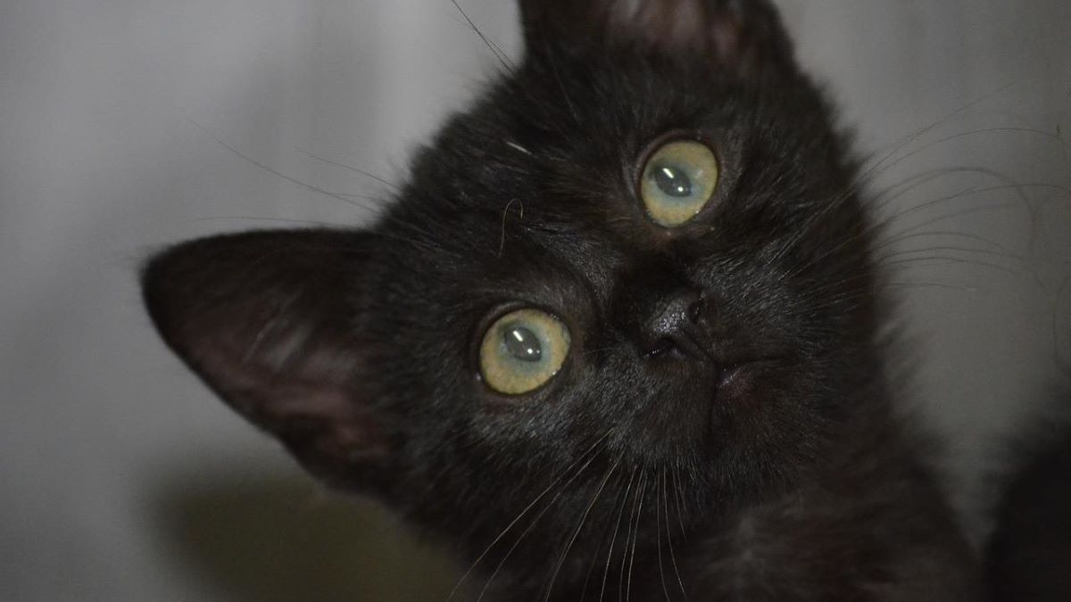 Close-up of black cat lloking upwards.