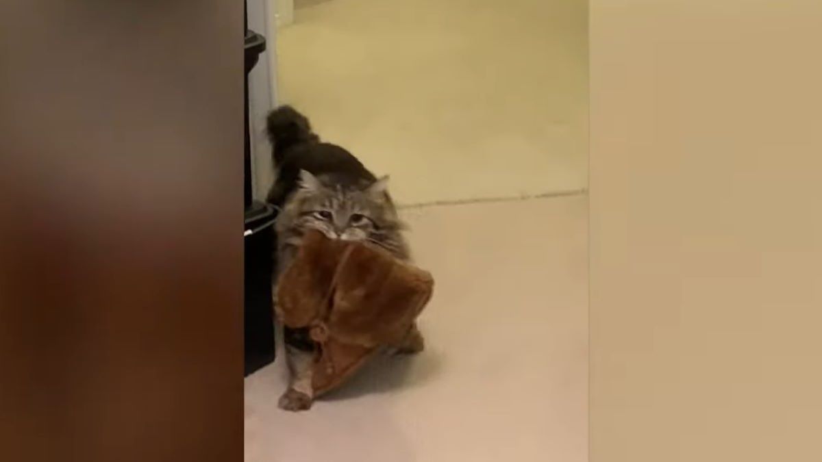 A long-haired tabby cat carries a furry boot in its mouth.