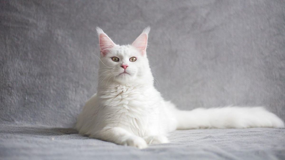 A white maine coon cat sits before a gray background.