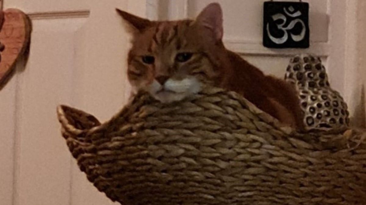 A ginger tabby sits on a wicker cat tree