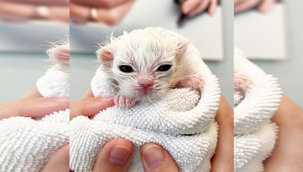 A tiny white kitten after a bath.