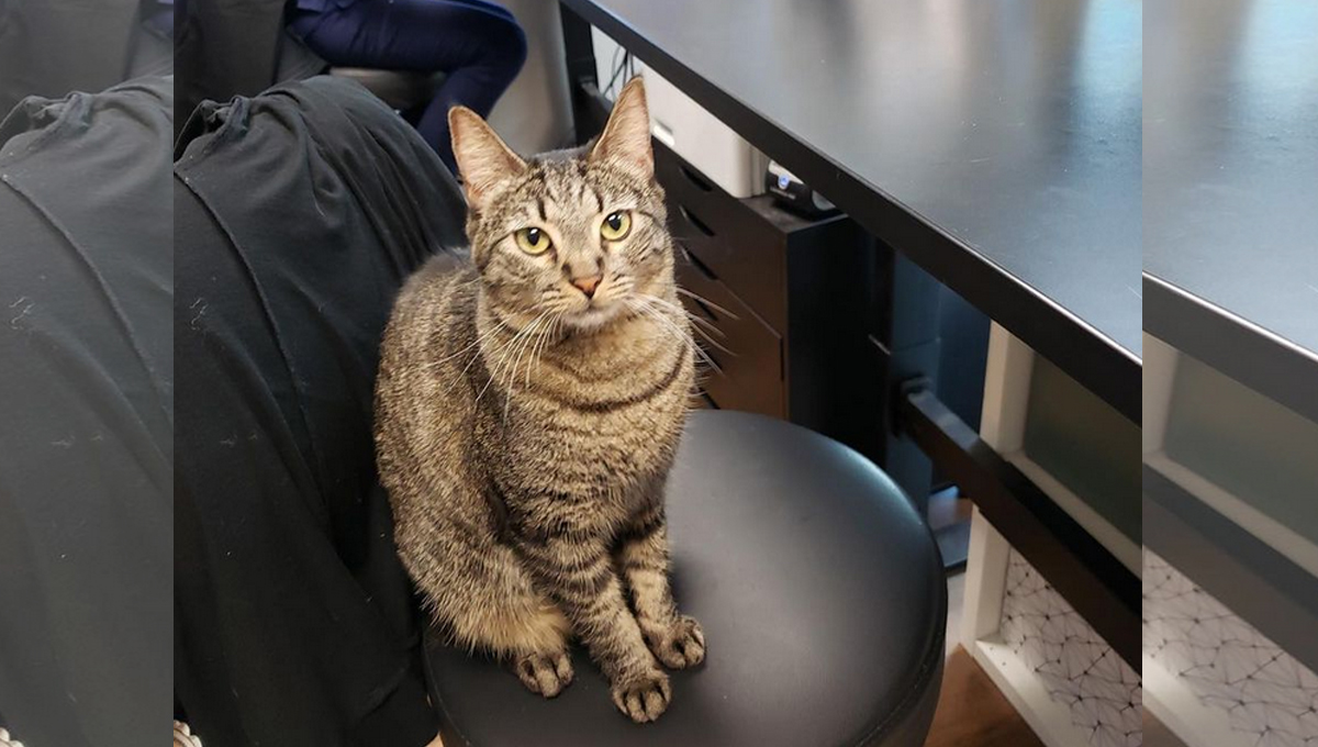 A tabby cat sits on a chair looking straight at the camera.