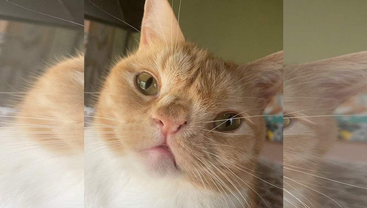 An orange tabby cat with a cleft palate.