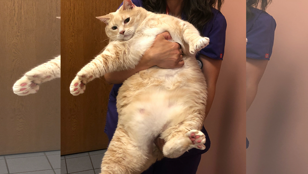 A person holds a very overweight ginger cat.