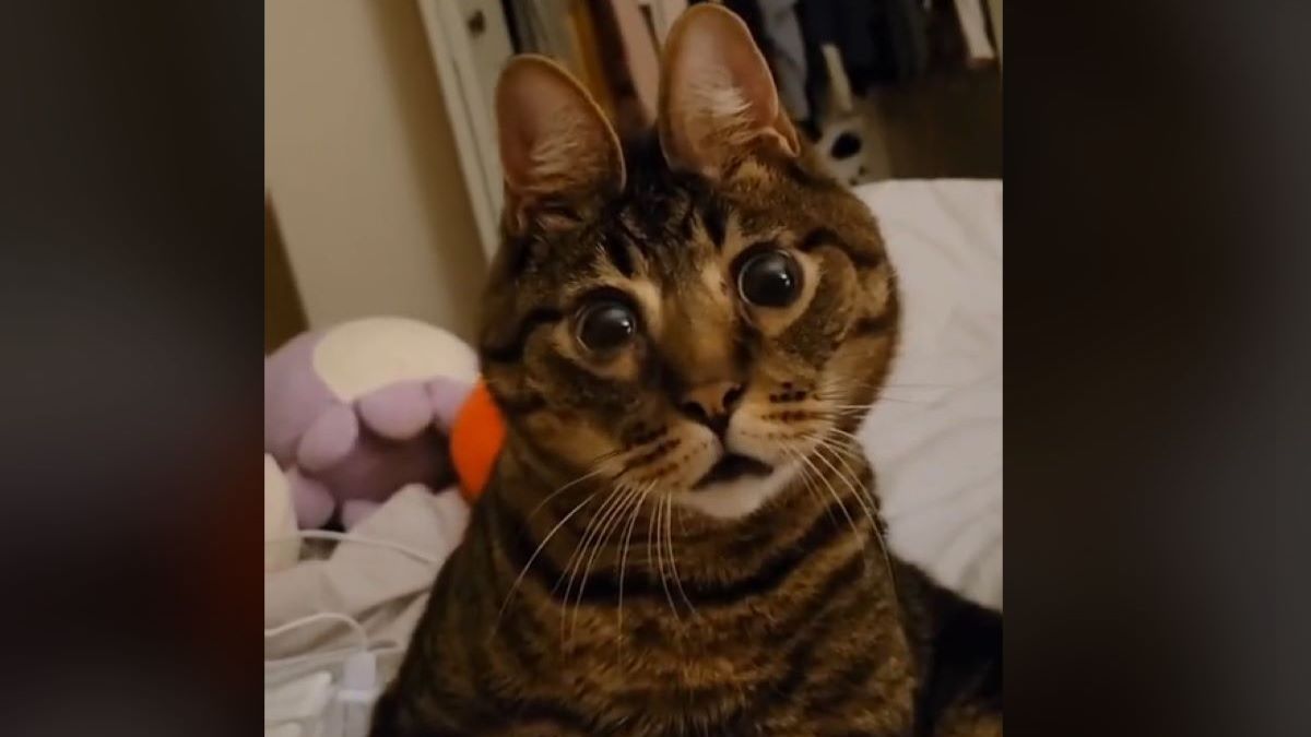 A tabby cat with ears that are very close together stares at the camera