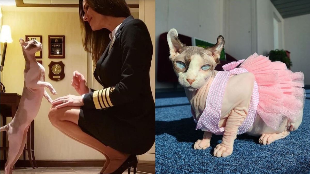A woman in a ship captain's uniform and an image of a hairless cat in a pink tutu.