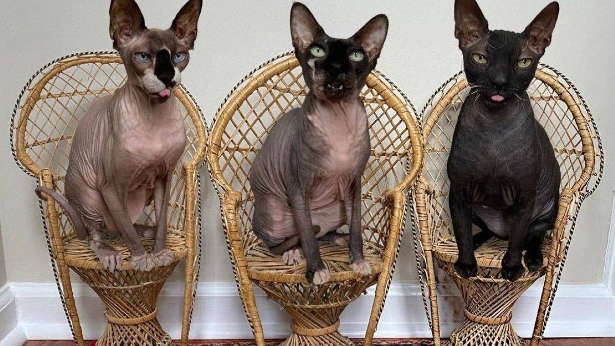 Three Sphynx cat sit on three wicker chairs.