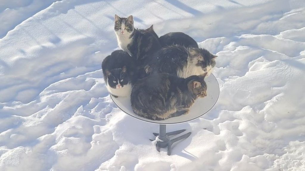 Several cats cuddled up together on a satellite dish.
