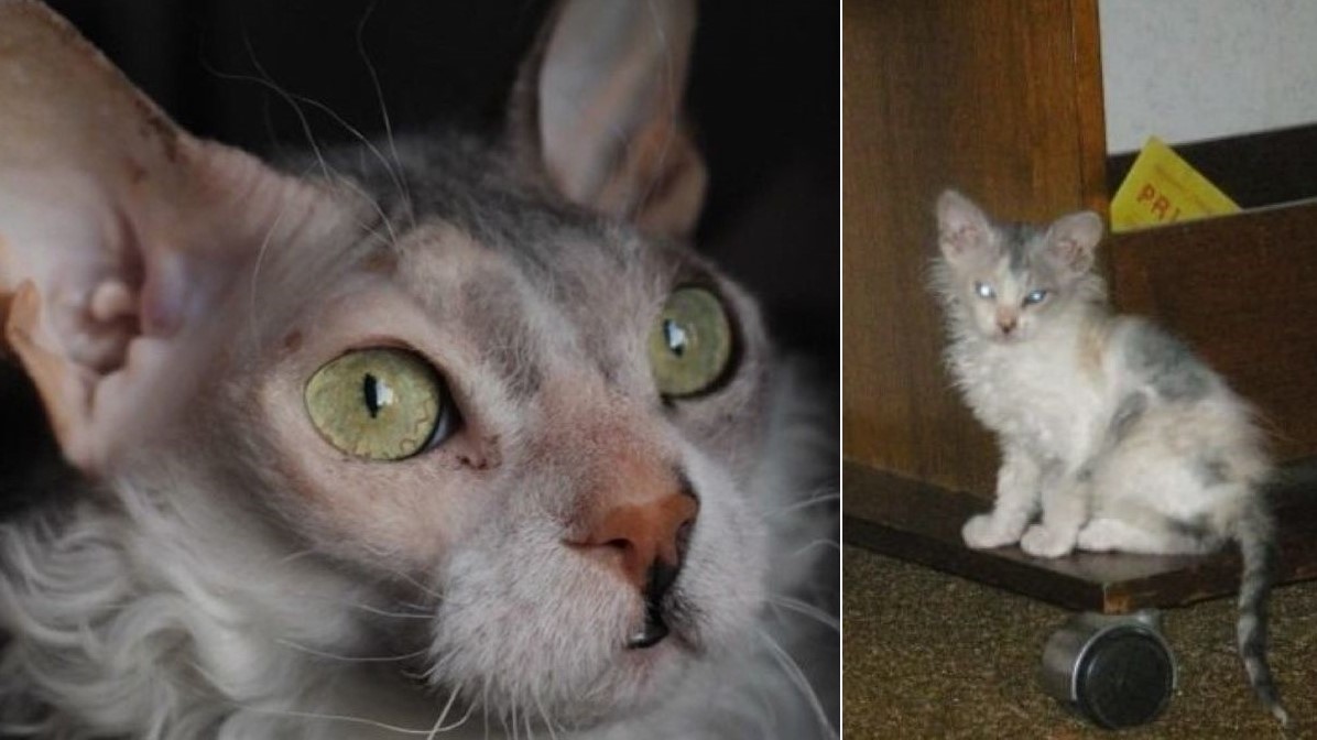 Two images: one of a balding cat looking past the camera, the other of a long-haired white and gray kitten.
