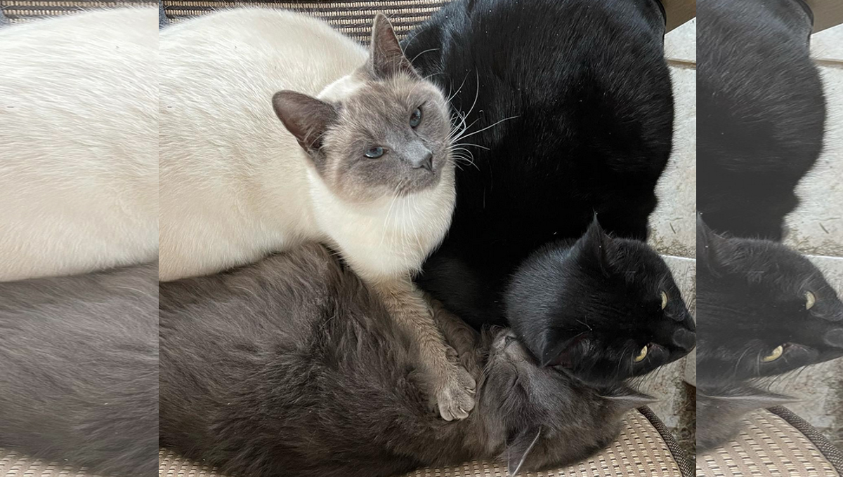 A white, gray and black cat huddled together.