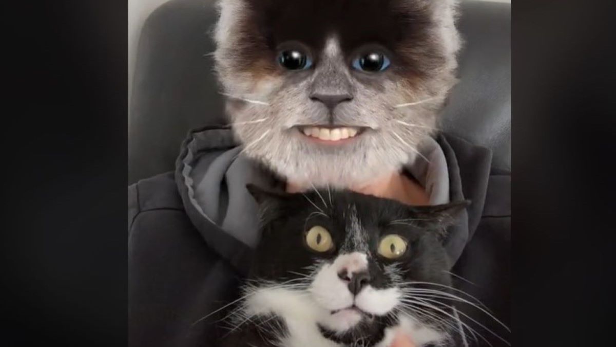 a cat funny reaction to a Tiktok filter