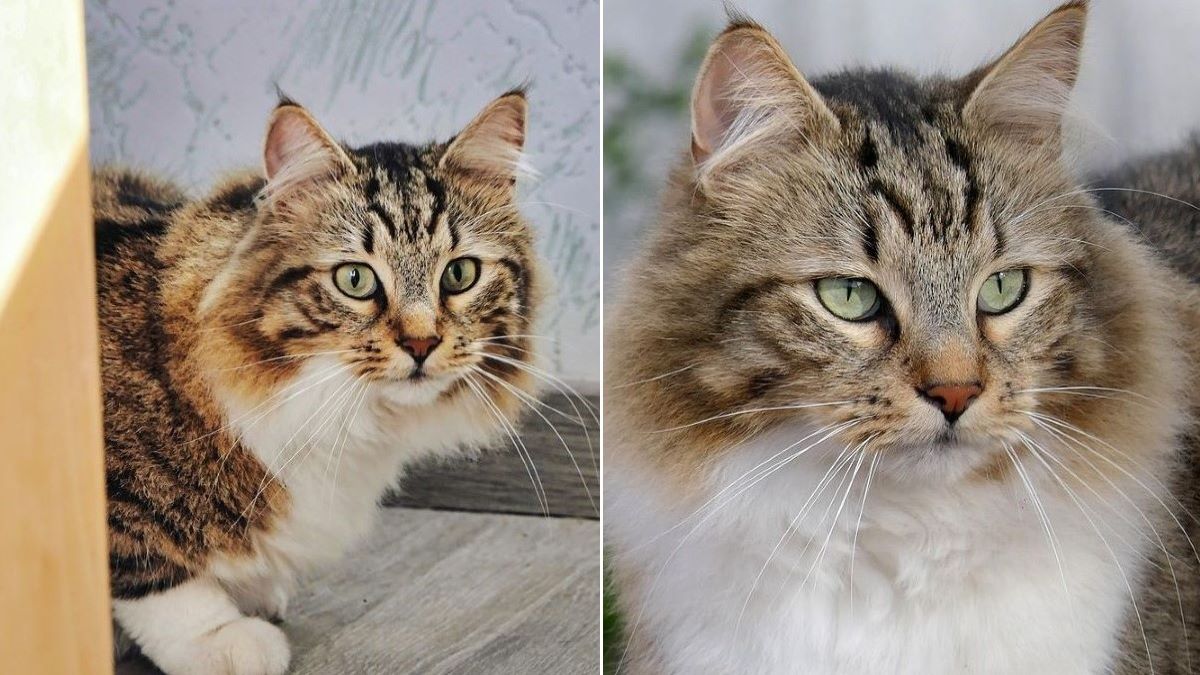 Two images of a Maine Coon cat.