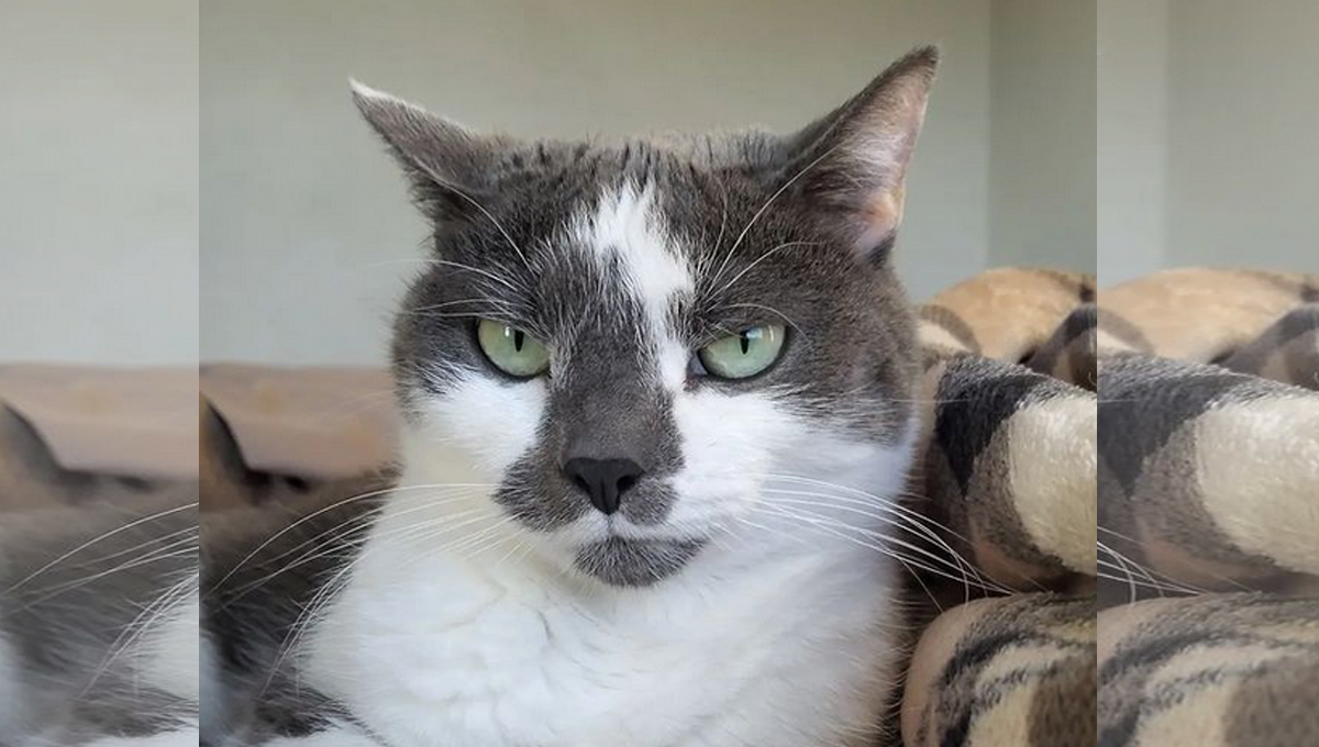 A white and gray cat looks directly at the camera.