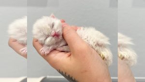 Orphaned kitten with a cleft palate rescued by a selfless woman known as The Kitten Lady