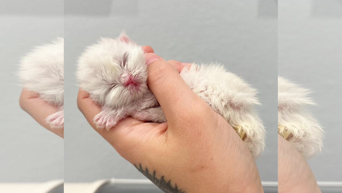 A tiny white kitten being held in someone's hand.