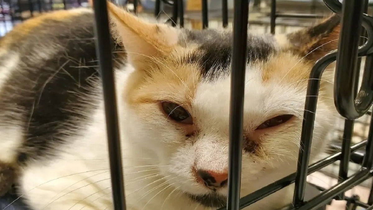 A tortoiseshell cat in a cage.