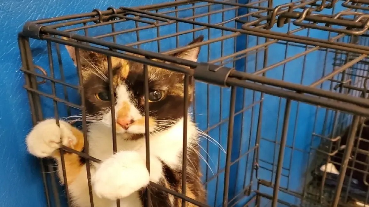 A Calico cat in a cage.