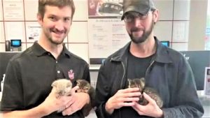 After taking her car in for a service a woman is shocked to discover three kittens living in the engine!