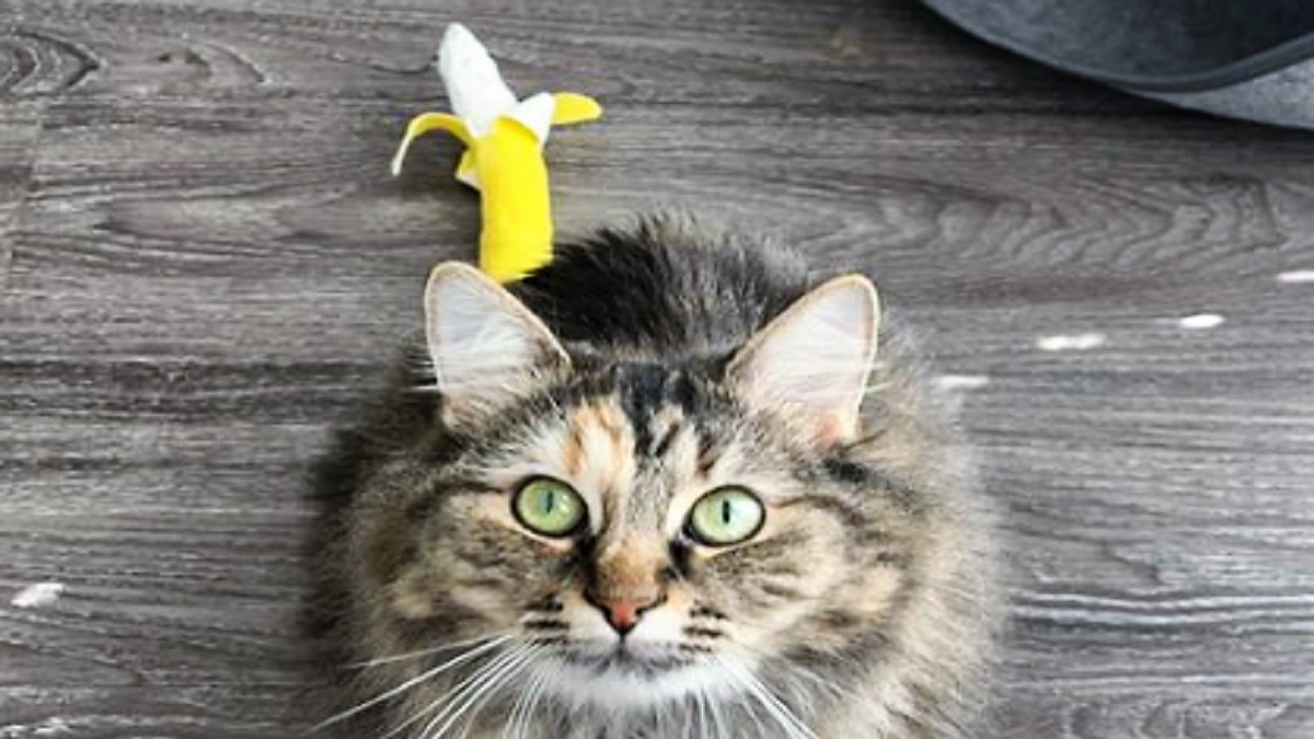 A gray domestic long-hairedcat wearing banana style bandage on it's tail