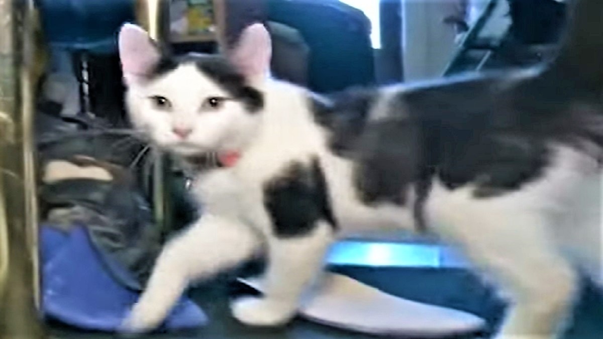 A white and gray kitten walks across a room.