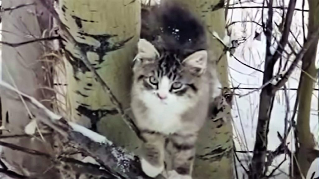 A fluffy tabby cat stuck in a tree in winter.