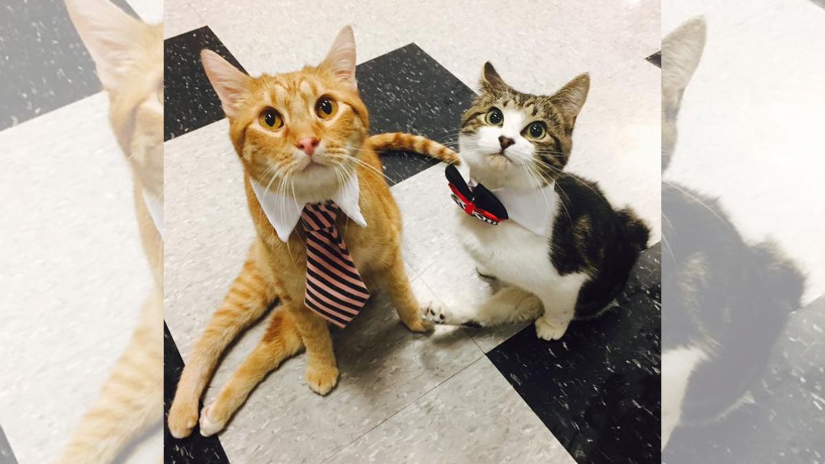 A ginger cat and a tabby wearing shirt collars and ties.
