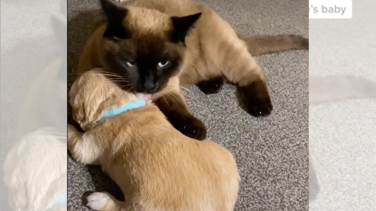 A siamese cat licks a small puppy.