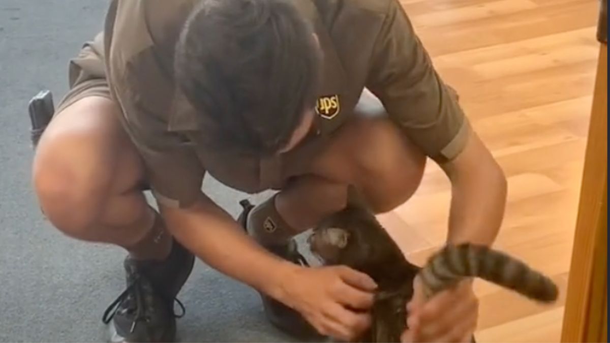 A UPS driver kneeling down and petting a tabby cat.