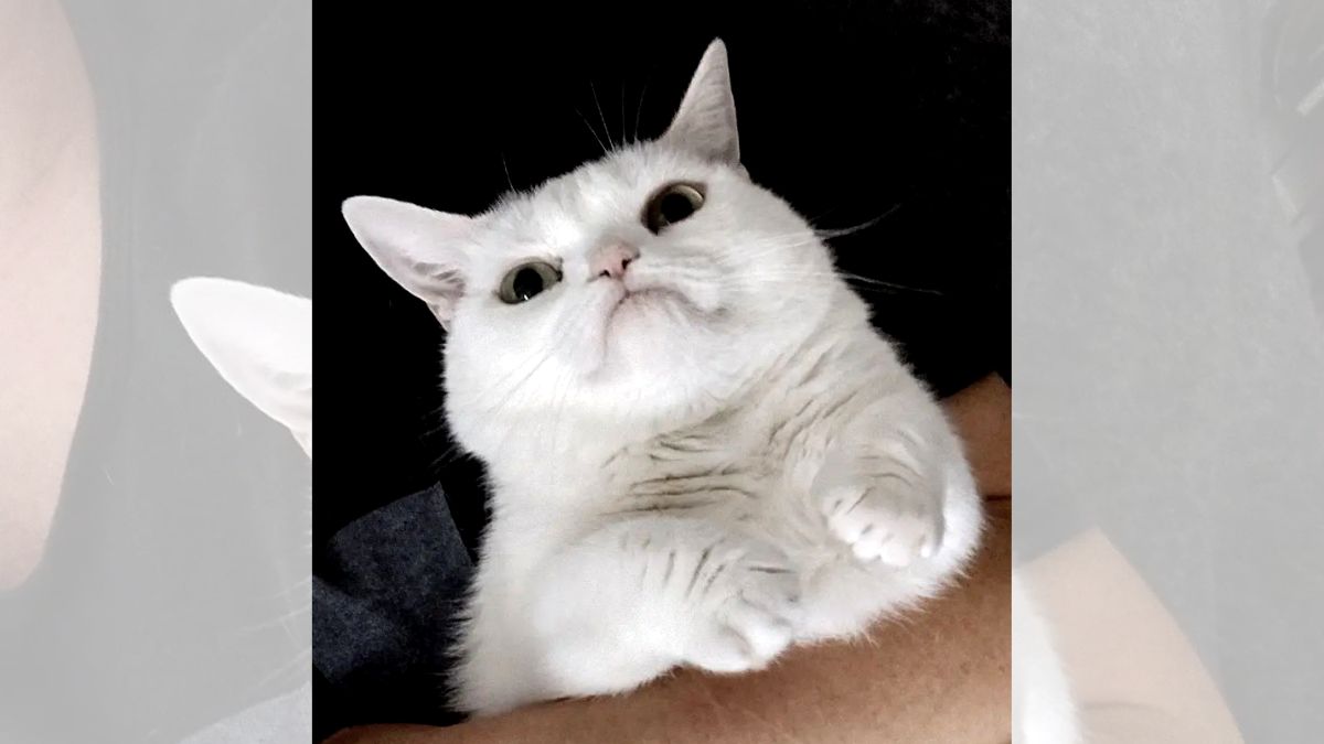 A white dwarf cat frowns at the camera.