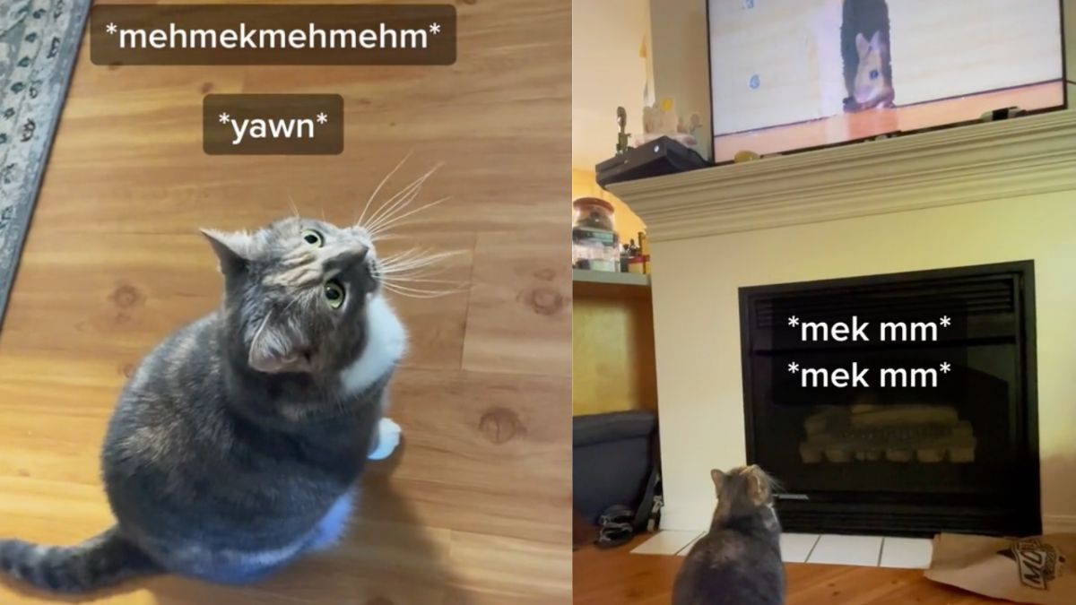 Two images of a gray tabby looking at a televison.
