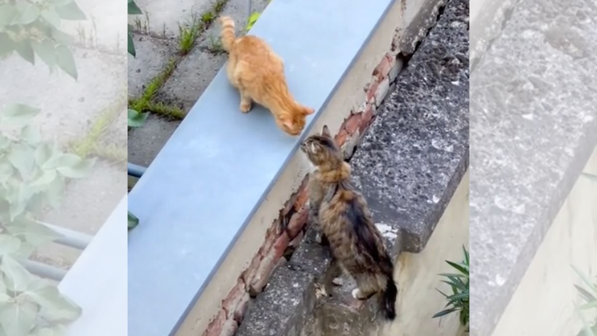 An orange and a gray tabby touch noses while standing on a wall.
