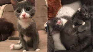 Two kittens each suffering from leg deformities became best friends when they met at a shelter