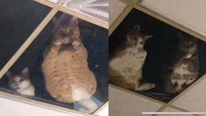 Dad installs clear ceiling tiles at store so his cats can spy on him all day