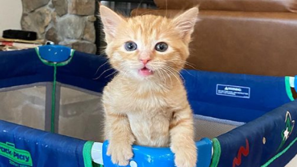 An orange tabby kitten hangs out in playpen.