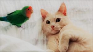 This ‘odd couple’ cat and bird duo become inseparable after passing of a fellow family member