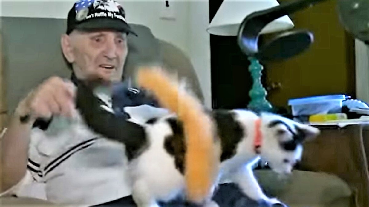 An elderly man plays with grey and white kitten with orange fluffy wand while sitting in chair.