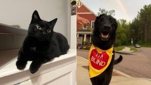 A compassionate cat guides a blind dog by meowing in front of obstacles