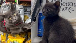 A bodega cat stolen in broad daylight is returned to its owners