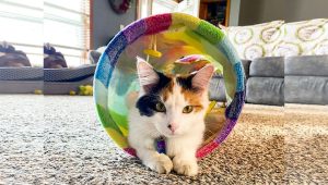 Disco the cat is a dancing queen who doesn’t let cerebellar hypoplasia hold her back!