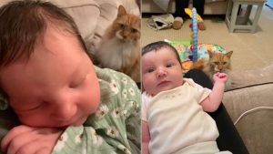 A mom posted hilarious pictures of her jealous cat conspiring against her newborn daughter