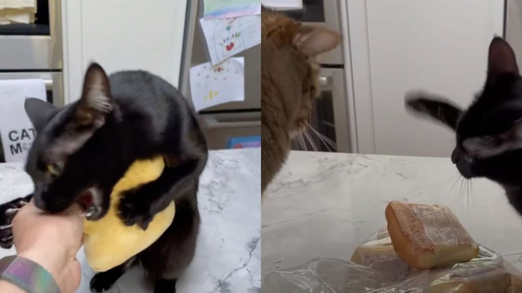 Two images of a black cat attacking a bread roll.