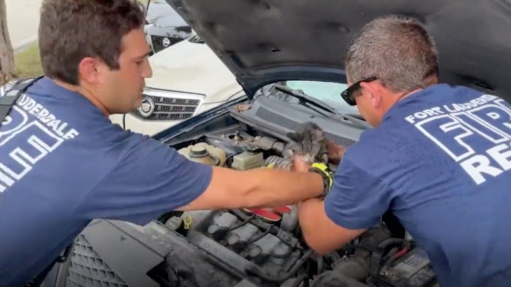 Two firefrighters lift a kitten out of a car's engine.