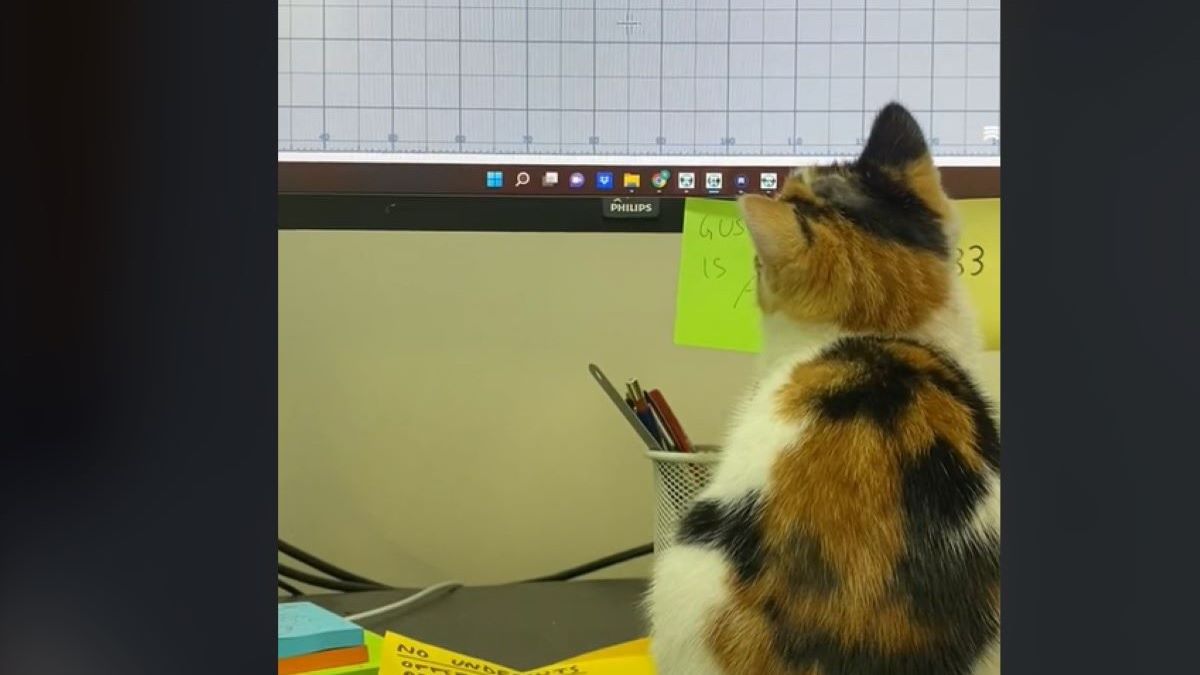A calico kitten stares at an office computer screen.
