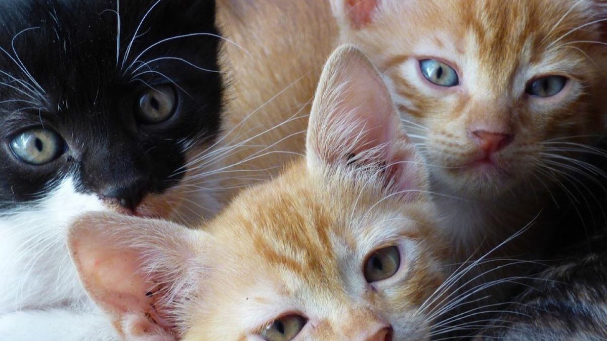 Three kittens one black and two ginger stare directly at the camera.