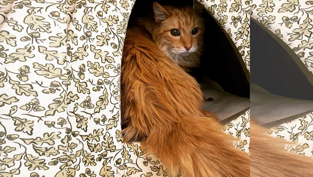 A long-haired ginger tabby sits inside a cat house.
