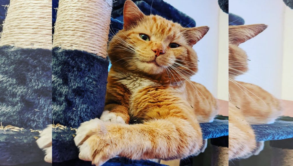 A ginger cat sitting on a cat tree looking at the camera.