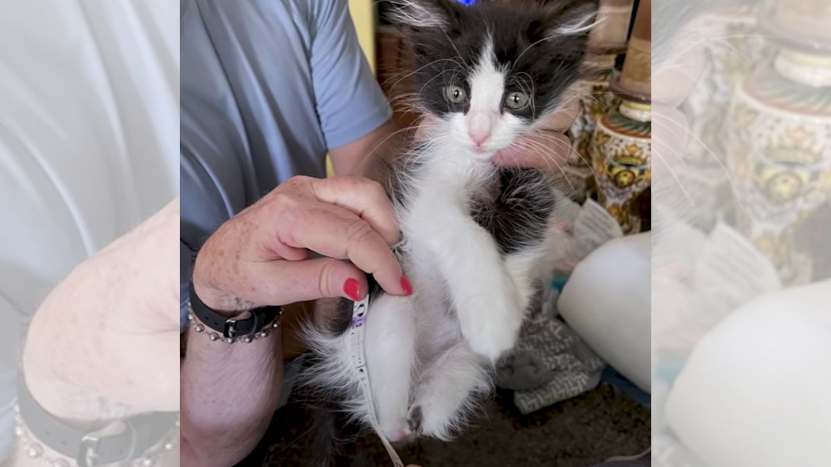 A black and white kitten being held in someone's hands.
