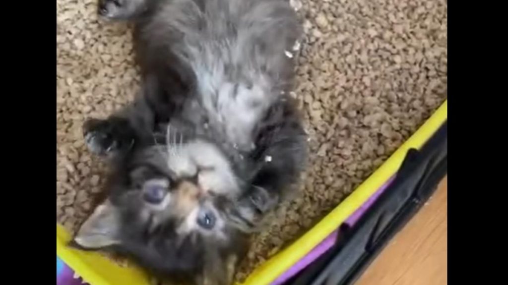 A gray kitten lies on its back in a litterbox, looking up at the camera.