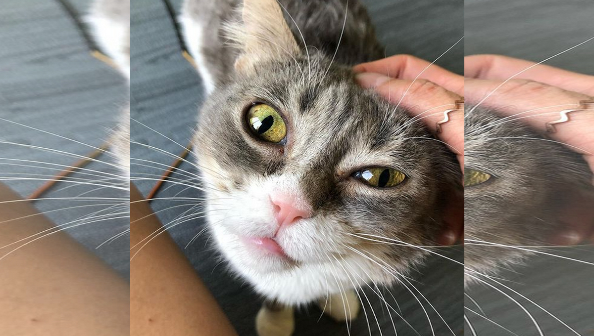 A gray tabby looking up at the camera while being petted on the head.